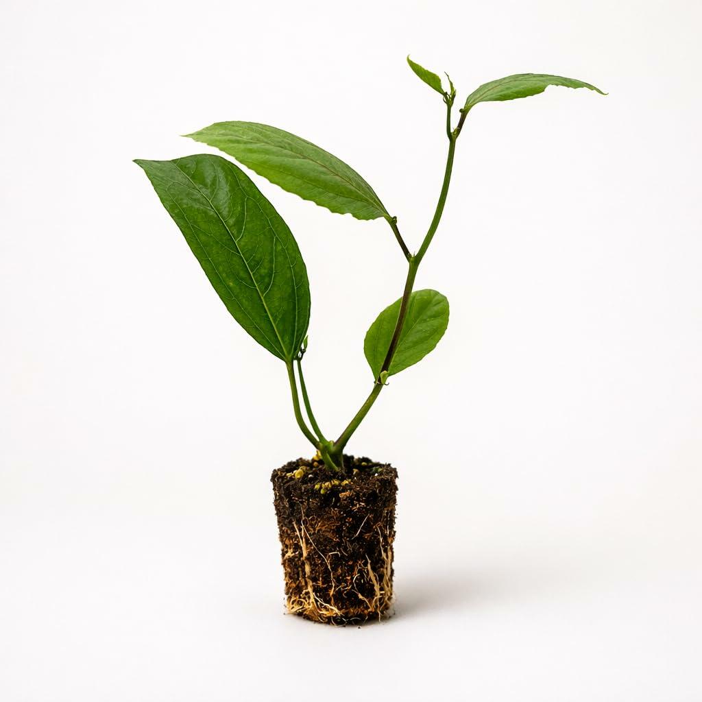 PLANT NOOK Yellow Passionflower Vine (Passiflora citrina) Live Plant Starter | Lemon-Yellow Tubular Blooms | Trellis Climber, Container Friendly | Full Sun to Partial Shade, Warm Climate Plant