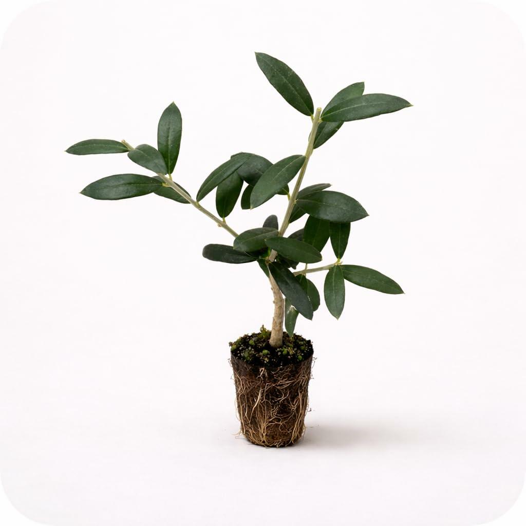 Plant Nook Arbequina Live Olive Tree (Olea europaea Arbequina) Live Plant Starter Plug 2-Pack | Self-Fertile Olive Variety for Curing or Oil, Silvery Evergreen Foliage | Patio Pot