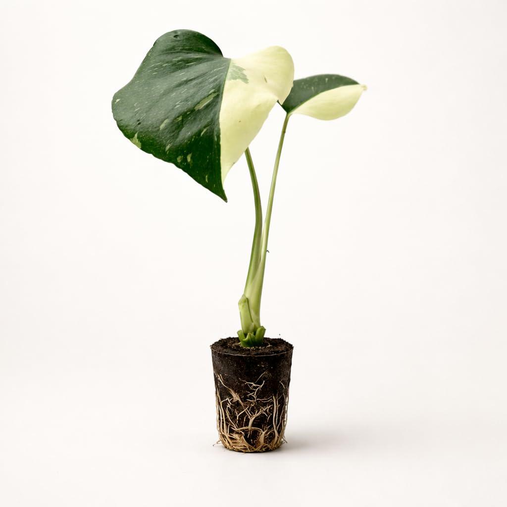 PLANT NOOK Thai Constellation Monstera (Monstera deliciosa) Live Plant Starter | Cream Variegated Split Leaves | Bright Indirect Light, Moss Pole Friendly | Indoor Houseplant