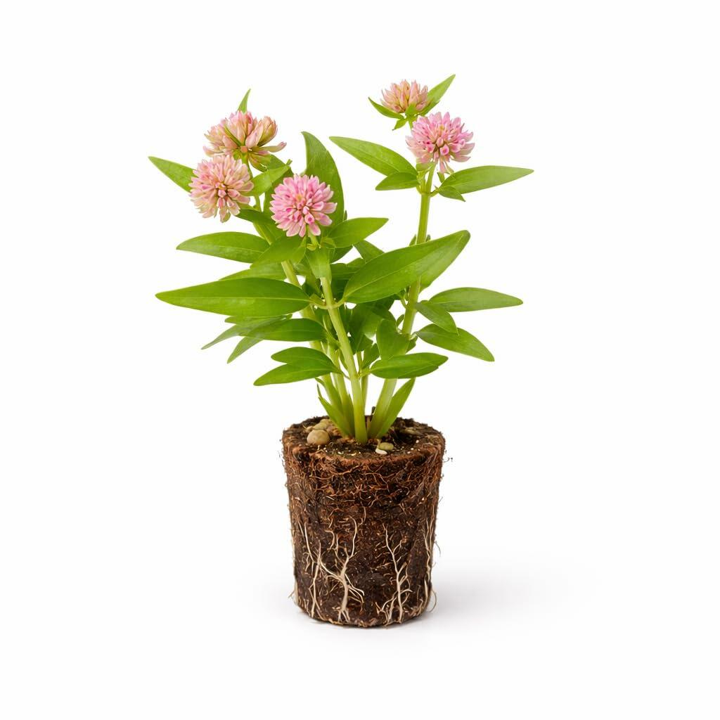 PLANT NOOK Pink Tropical Milkweed (Asclepias curassavica) Live Plant Starter Plug 2-Pack | Soft Pink Blooms Monarch Host Plant | Pollinator Flower | Full Sun
