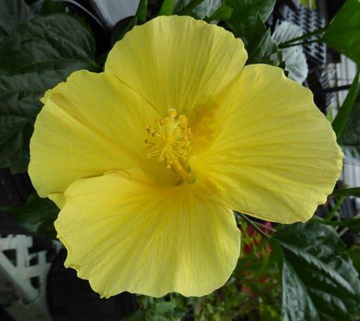 PLANT NOOK Tropical Hibiscus Fort Myers Yellow Live Plant | Hibiscus rosa-sinensis | Bright Yellow 67" Blooms | Full Sun to Partial Shade | Patio Pots & Garden Shrub