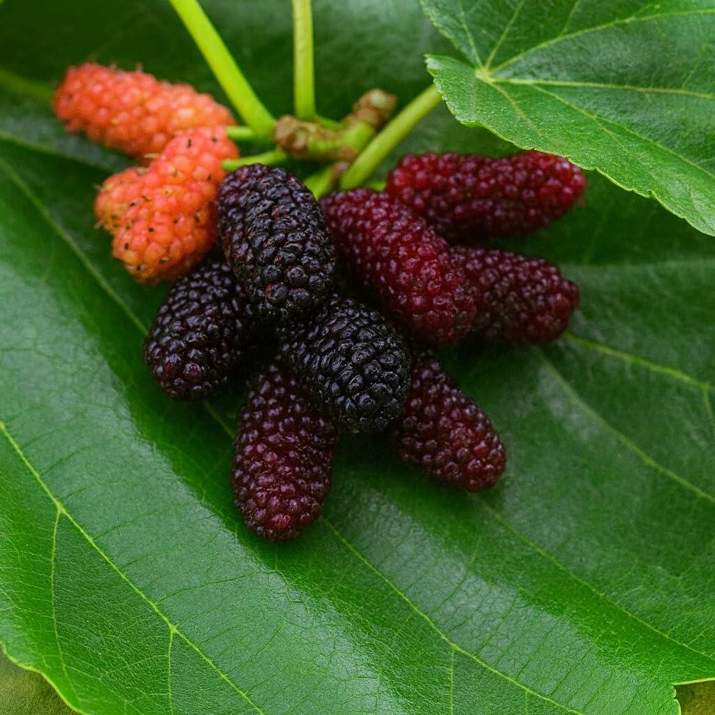 PLANT NOOK Dwarf Everbearing Mulberry (Morus nigra) Live Plant Starter Plug 2-Pack | Sweet BlackBerry-Like Berries, Compact Fruit Tree for Patio Pots & Garden Beds | Self-Pollinating