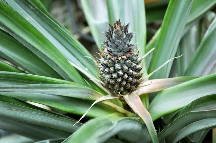 PLANT NOOK White Jade Pineapple (Ananas comosus) Live Plant Starter | Ultra Sweet White Flesh, Low Acid, Edible Core | Spineless Leaves, Container Friendly | Full Sun Tropical Fruit Plant