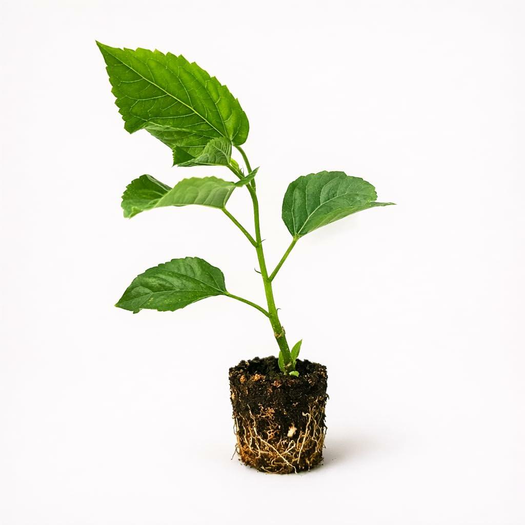 PLANT NOOK Tropical Hibiscus Fort Myers Yellow Live Plant | Hibiscus rosa-sinensis | Bright Yellow 67" Blooms | Full Sun to Partial Shade | Patio Pots & Garden Shrub