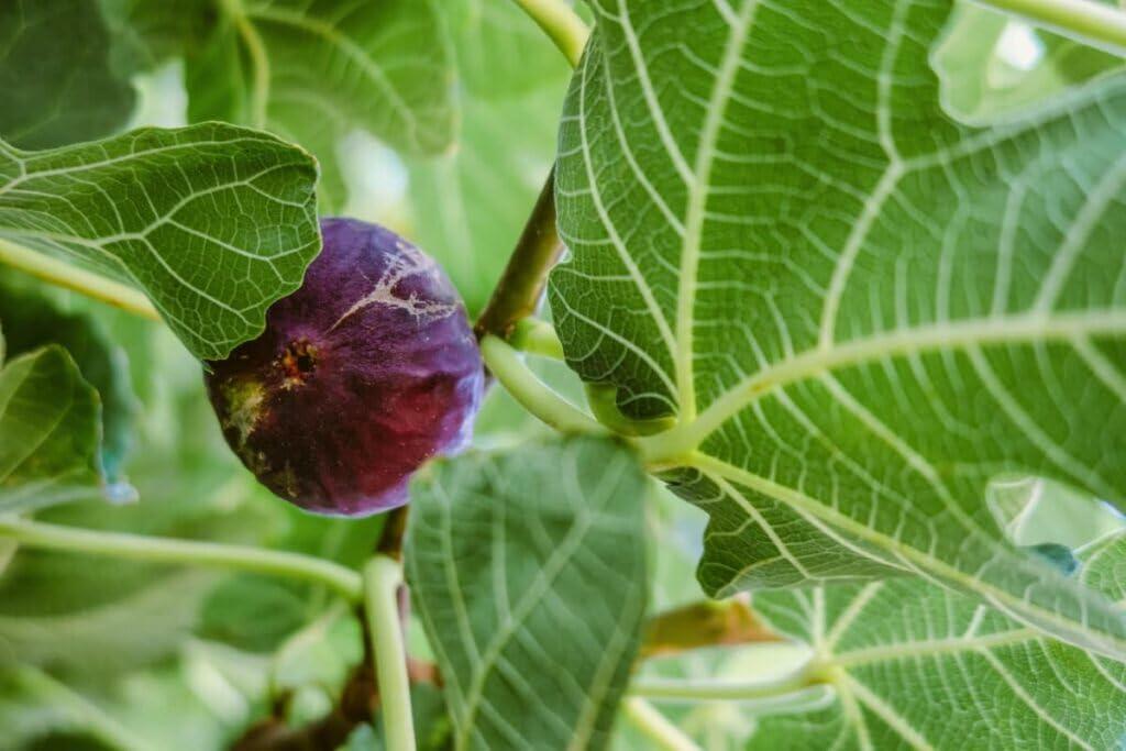 PLANT NOOK Violette de Bordeaux Fig (Ficus carica Violette de Bordeaux) Live Plant Starter Plug 2-Pack | Sweet, Rich Purple-Black Figs with Deep Red Strawberry Pulp