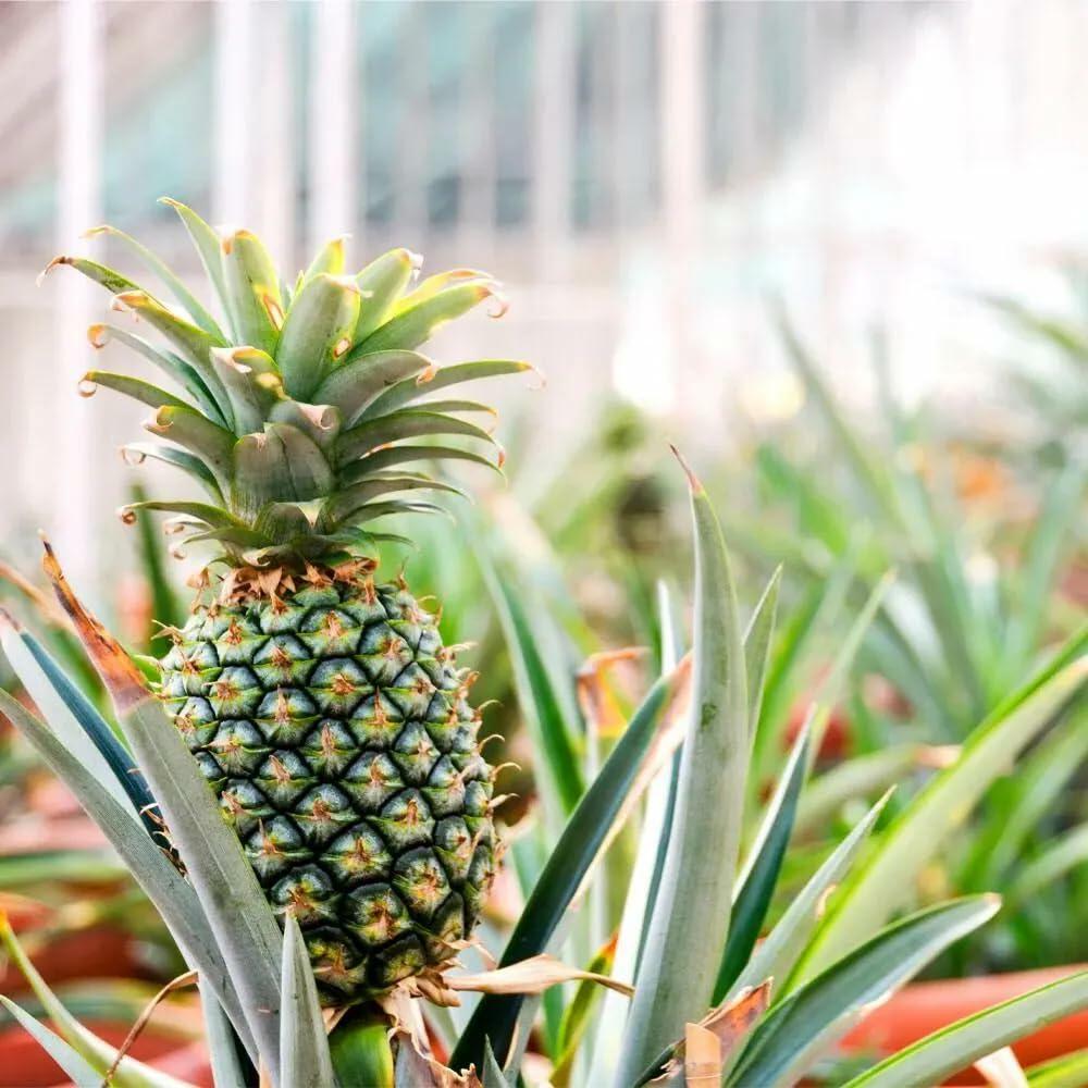 PLANT NOOK Florida Special Pineapple (Ananas comosus) Live Plant Starter | Golden Flesh, Great Flavor | Spineless Leaves, Container Friendly | Full Sun Tropical Fruit Plant