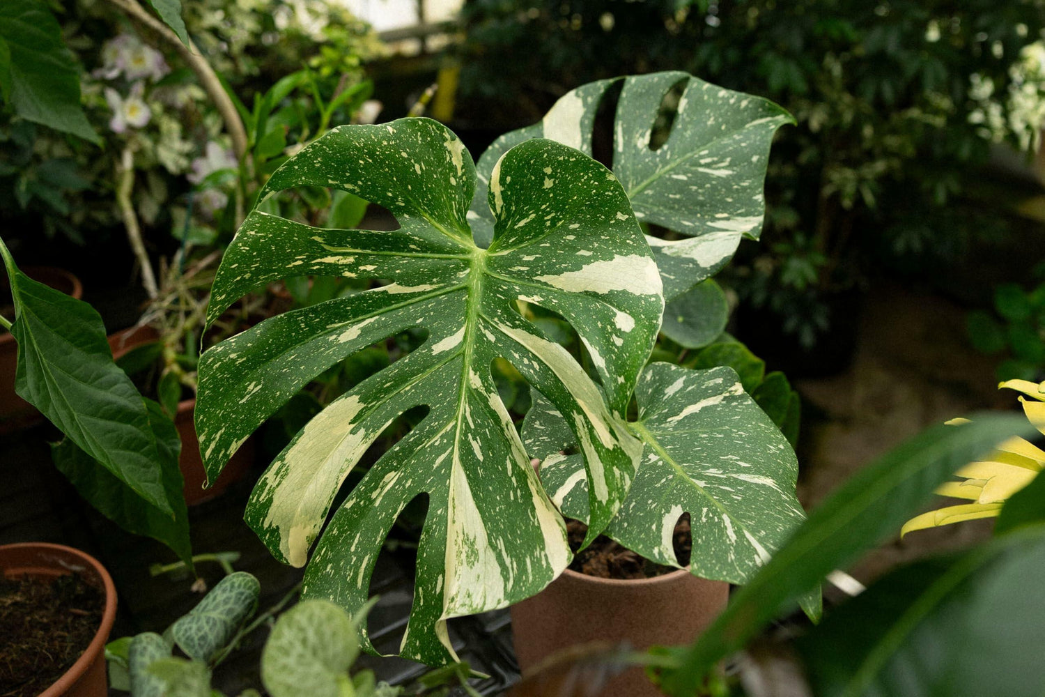 PLANT NOOK Thai Constellation Monstera (Monstera deliciosa) Live Plant Starter | Cream Variegated Split Leaves | Bright Indirect Light, Moss Pole Friendly | Indoor Houseplant