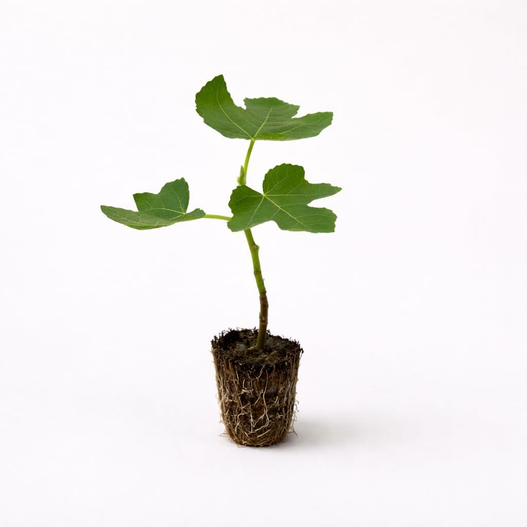 PLANT NOOK Chicago Hardy Fig Tree Live Plant | Ficus carica Chicago Hardy Edible Fig | Cold Hardy Fruit Tree for Patio Pots or Backyard | Full Sun