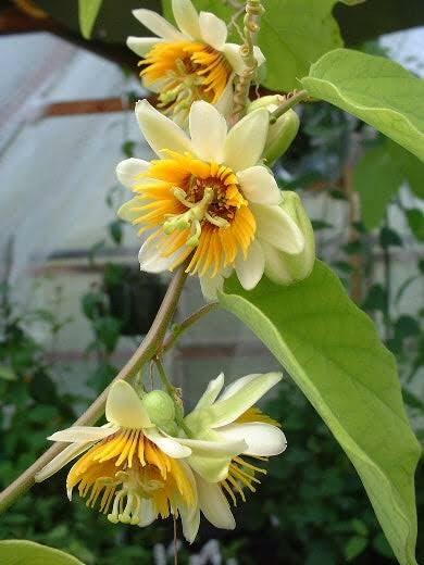 PLANT NOOK Yellow Passionflower Vine (Passiflora citrina) Live Plant Starter | Lemon-Yellow Tubular Blooms | Trellis Climber, Container Friendly | Full Sun to Partial Shade, Warm Climate Plant