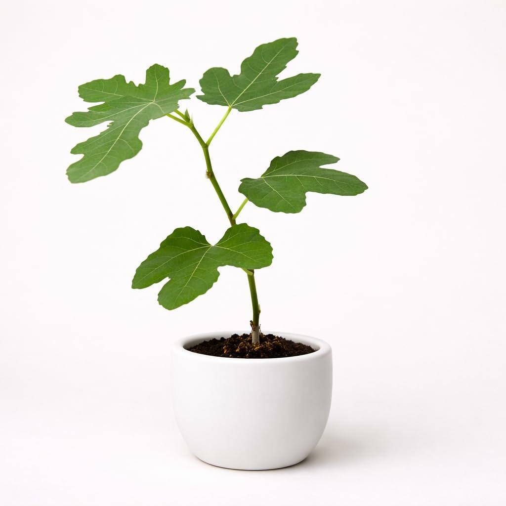 PLANT NOOK Brown Turkey Fig (Ficus carica) Live Plant Starter Plug 2-Pack | Sweet Edible Fruit Tree for Patio Pots & Gardens | Self-Fertile, Full Sun, Heat Tolerant