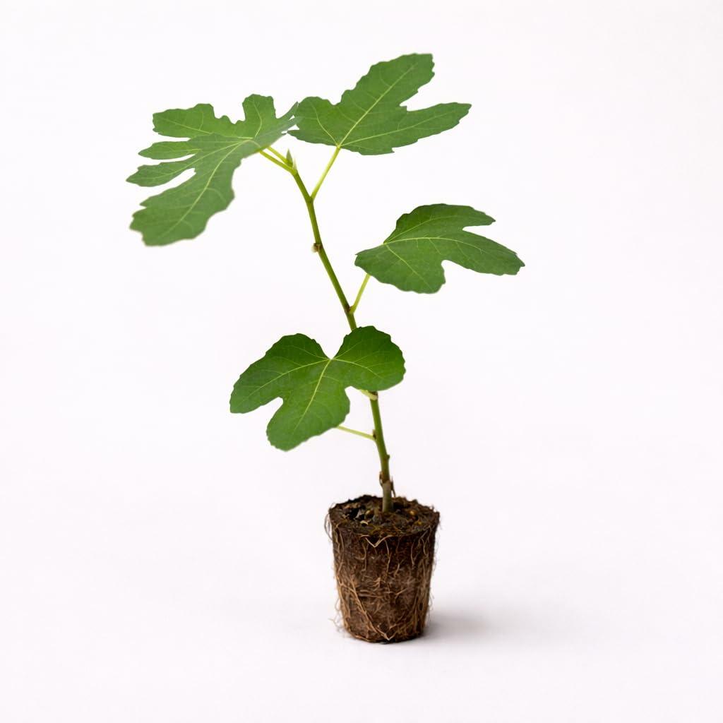 PLANT NOOK Brown Turkey Fig (Ficus carica) Live Plant Starter Plug 2-Pack | Sweet Edible Fruit Tree for Patio Pots & Gardens | Self-Fertile, Full Sun, Heat Tolerant