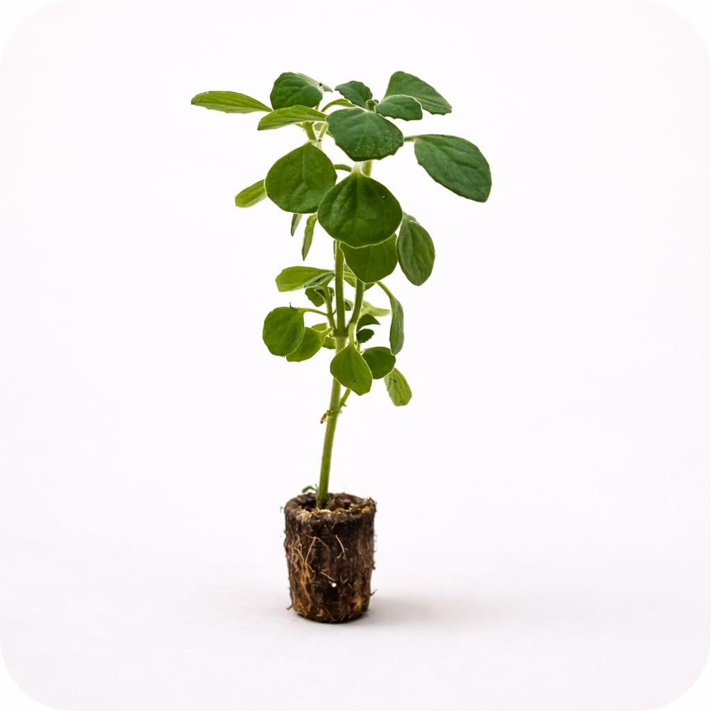 PLANT NOOK Vicks Plant (Plectranthus tomentosa) Live Plant Starter | Fuzzy Velvet Leaves with Fresh Minty-Camphor Scent | Hanging Basket or Pot Plant | Bright Light, Easy Care