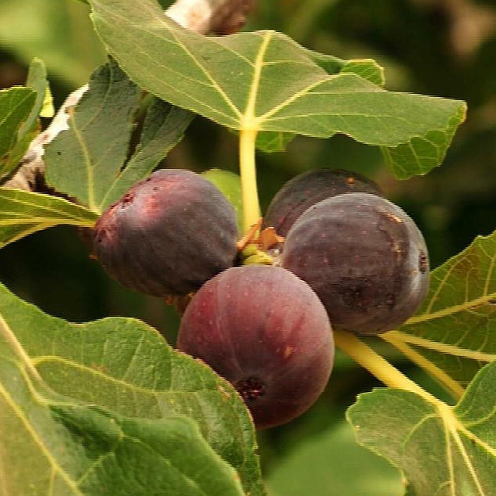 PLANT NOOK Chicago Hardy Fig Tree Live Plant | Ficus carica Chicago Hardy Edible Fig | Cold Hardy Fruit Tree for Patio Pots or Backyard | Full Sun