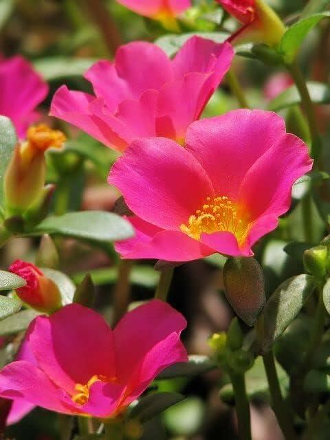 PLANT NOOK Portulaca Pink Glow Live Plant Starter | Hot Pink Moss Rose Flowers | Heat and Drought Tolerant Groundcover | Full Sun, Low Water | Pots, Borders, Hanging Baskets