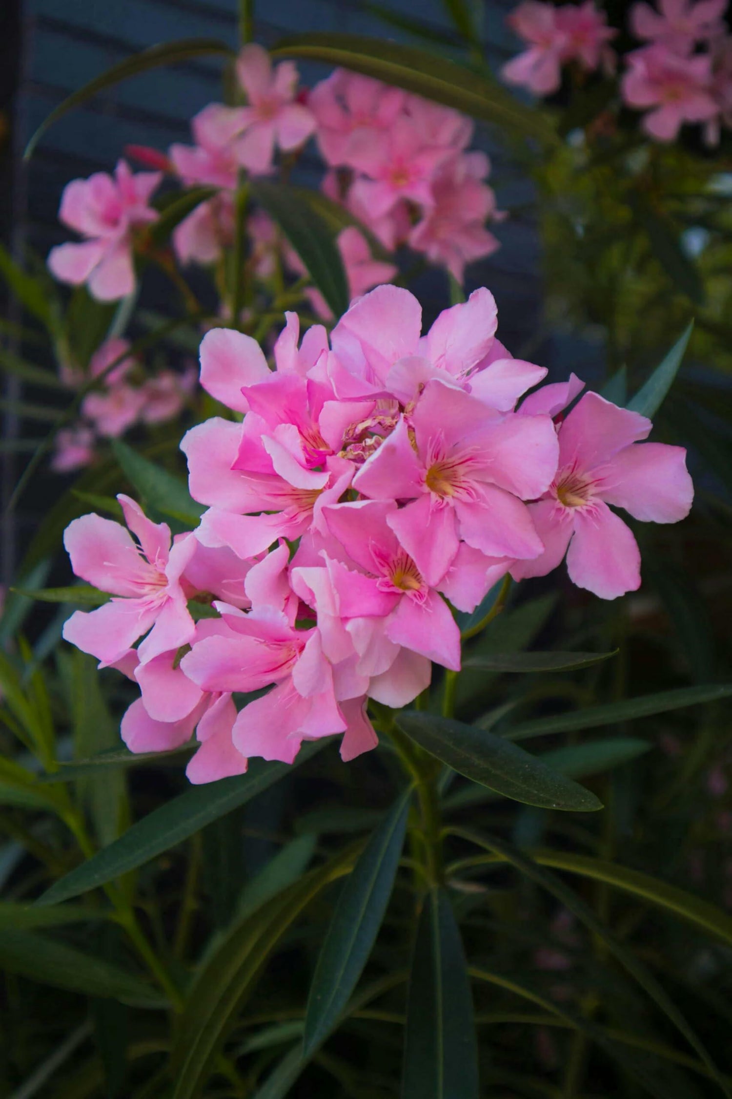 PLANT NOOK Pink Oleander (Nerium Oleander) Live Plant Starter | Fragrant Pink Blooms, Evergreen Shrub for Hedges & Screens | Full Sun, Heat & Drought Tolerant | USDA Zones 810