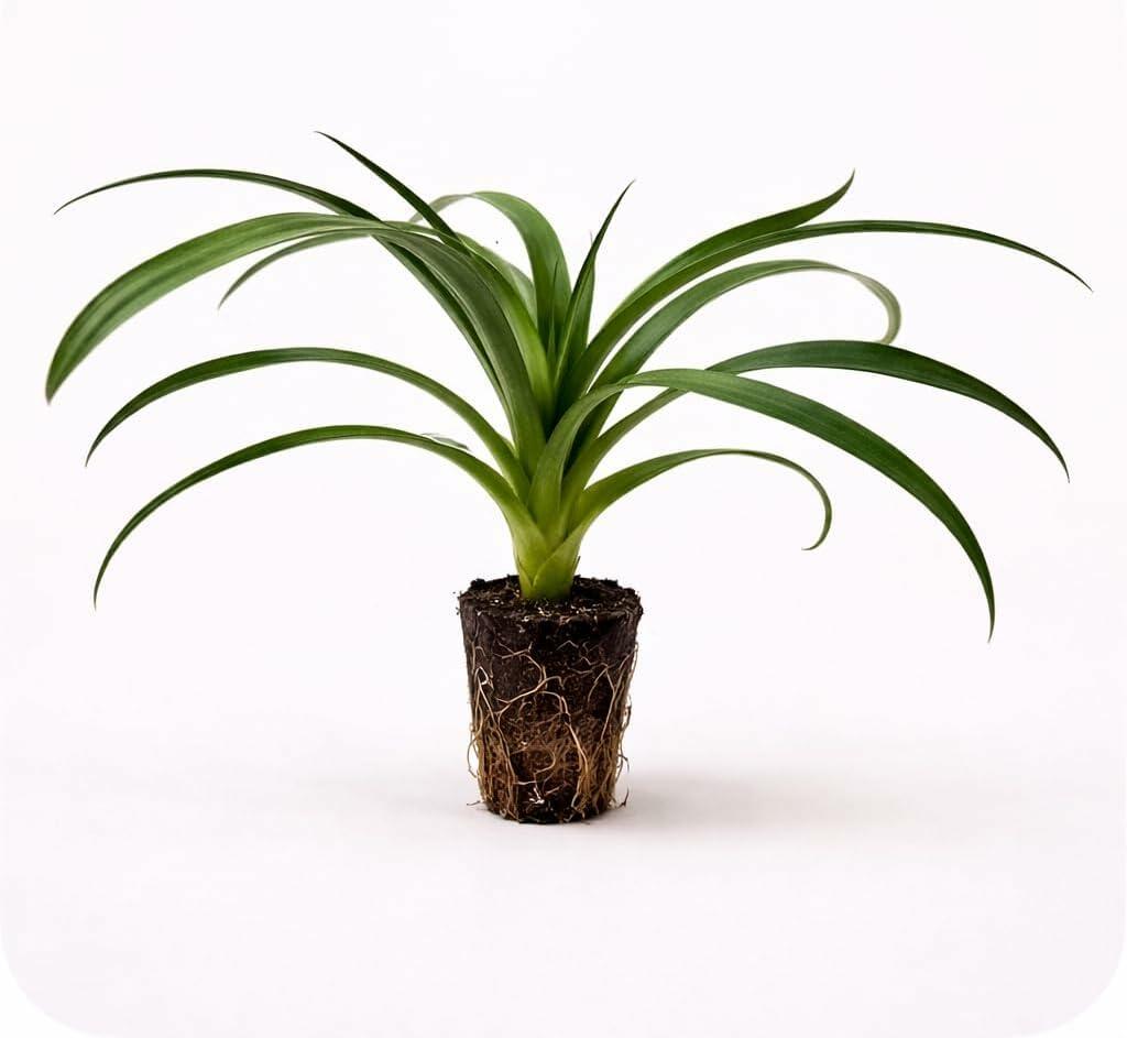 PLANT NOOK White Jade Pineapple (Ananas comosus) Live Plant Starter | Ultra Sweet White Flesh, Low Acid, Edible Core | Spineless Leaves, Container Friendly | Full Sun Tropical Fruit Plant