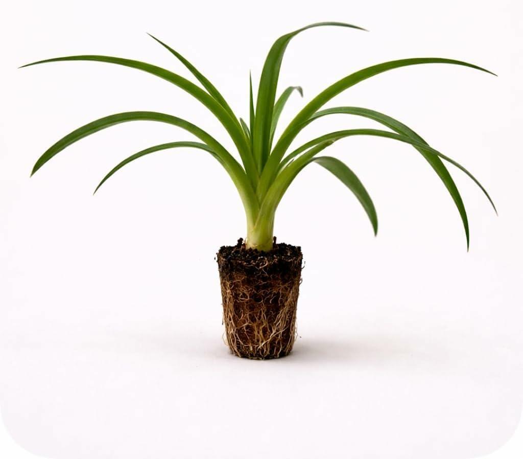 PLANT NOOK Florida Special Pineapple (Ananas comosus) Live Plant Starter | Golden Flesh, Great Flavor | Spineless Leaves, Container Friendly | Full Sun Tropical Fruit Plant