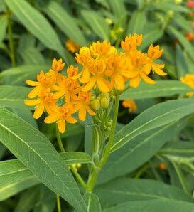 PLANT NOOK Yellow Tropical Milkweed (Asclepias curassavica) Live Plant Starter Plug 2-Pack | Bright Yellow Blooms Monarch Host Plant | Pollinator Nectar Flowers | Full Sun