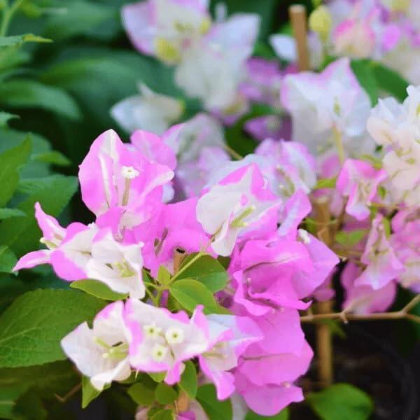 PLANT NOOK Bougainvillea Coconut Ice Live Plant Starter Plug 2-Pack | Creamy White Bracts Blushed Pink Pastel Flowering Vine for Patio Pots and Trellises | Full Sun | Easy Care