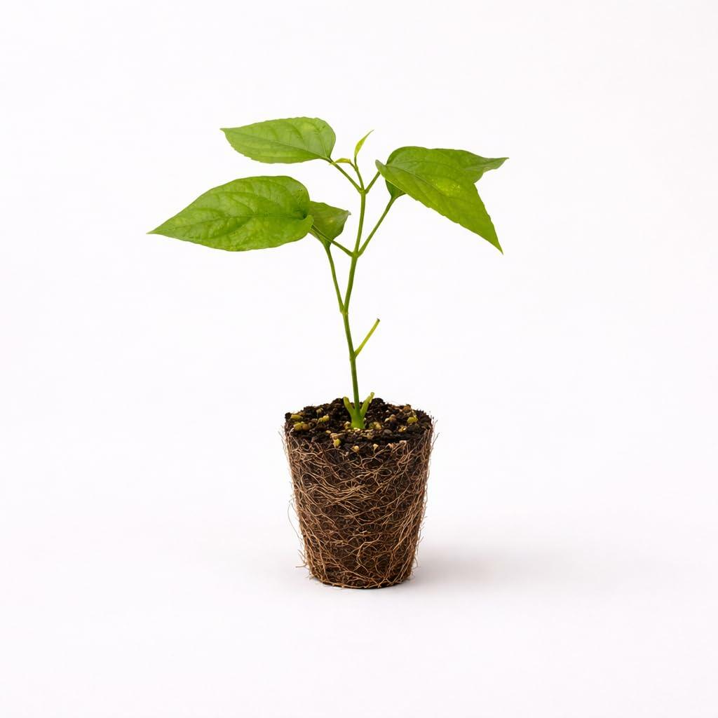 PLANT NOOK Nong Noch Vine (Petraeovitex bambusetorum) Live Plant Starter | Cascading Yellow Bracts with Creamy White Flowers | Tropical Climbing Vine for Trellis or Hanging Basket