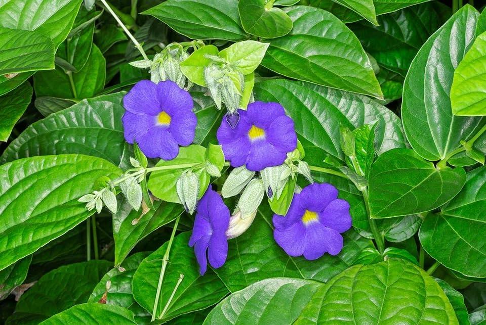 PLANT NOOK Blue Glory Vine (Thunbergia battiscombei Blue Glory) Live Plant Starter | Royal Blue Trumpet Flowers with Yellow Throat | Full Sun to Part Shade | Containers, Borders, Groundcover