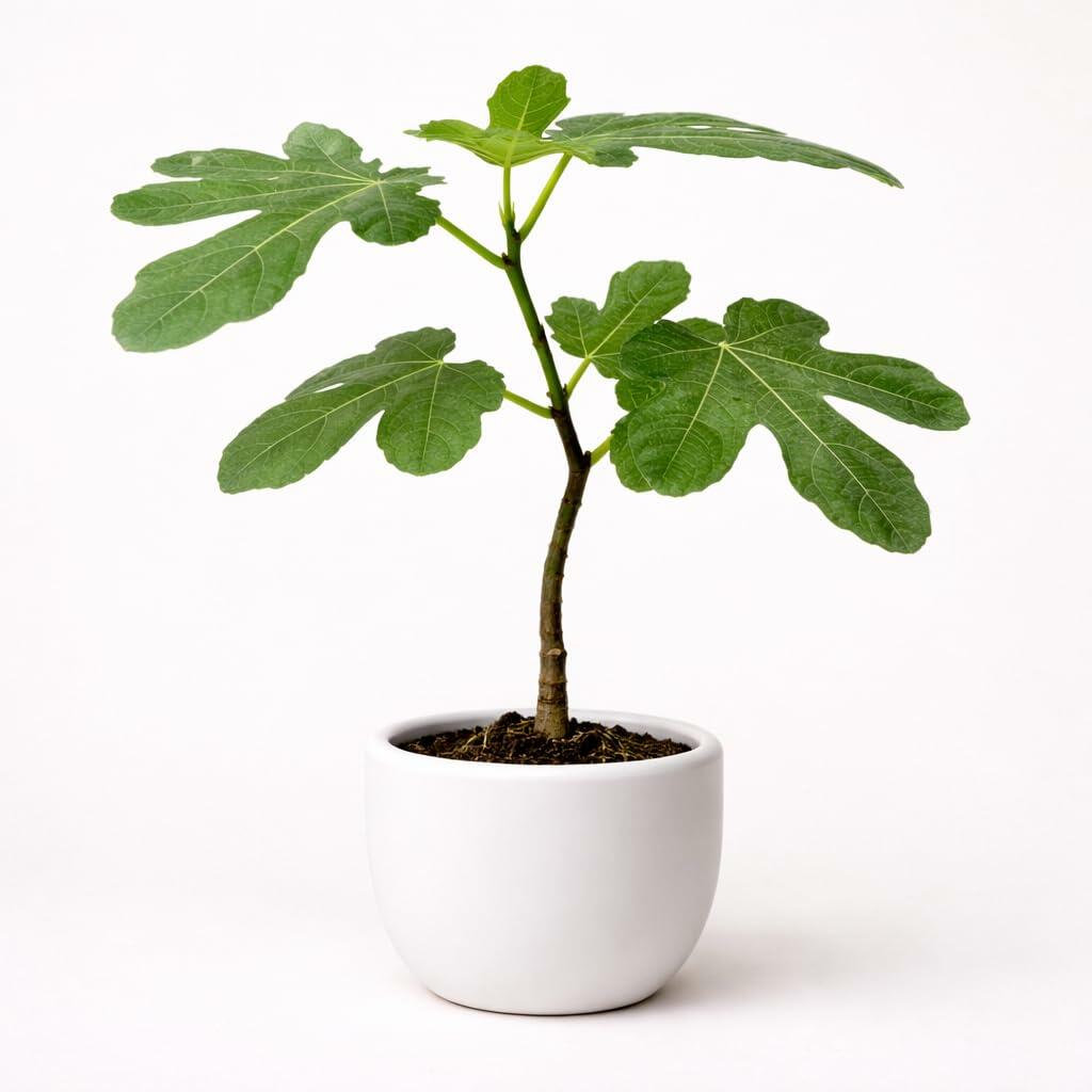 PLANT NOOK Black Mission Fig Tree Live Plant | Ficus carica Mission Edible Fruit Tree | Sweet Purple-Black Figs, Pink Flesh | Full Sun | Great for Pots or Backyard
