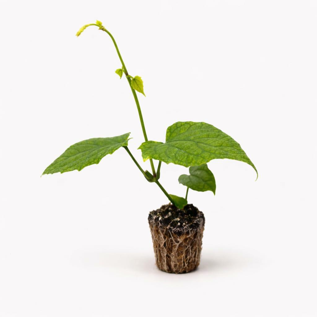 PLANT NOOK Thunbergia Grandiflora  Live Plant Starter | Heat & Drought Tolerant Summer Bloomer | Full Sun Groundcover for Beds, Borders & Hanging Baskets | Low Water Plant