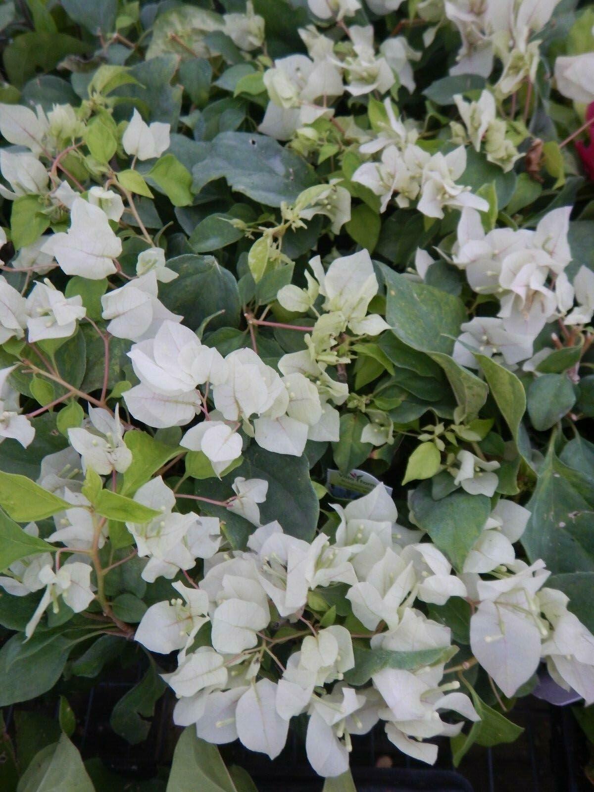 PLANT NOOK Bougainvillea Key West White Live Plant Starter Plug 2-Pack | Crisp White Bracts Tropical Flowering Vine for Trellis Patio Pots & Hanging Baskets | Full Sun | Easy Care
