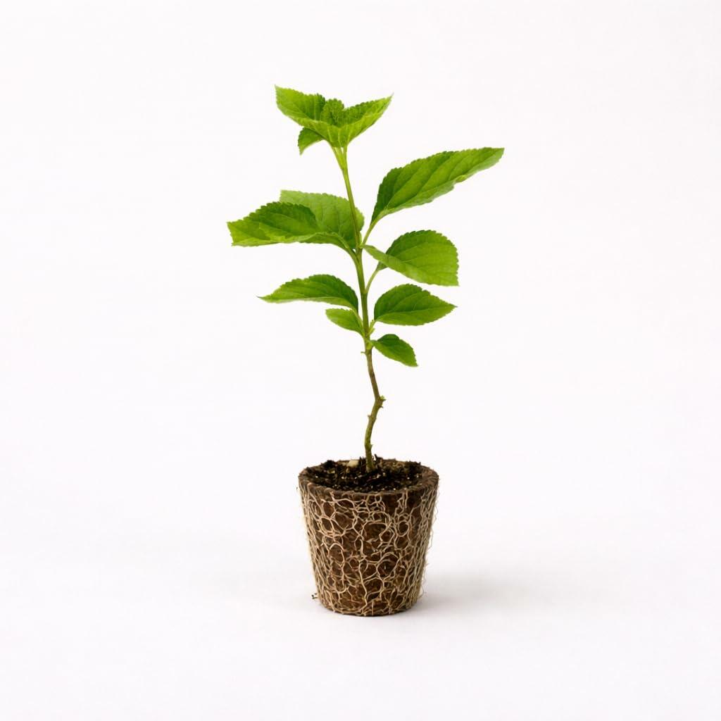 PLANT NOOK Lantana Camara Lola Live Plant Starter | Bright Yellow Flower Clusters, Upright Mounding Habit | Full Sun, Heat & Drought Tolerant | Containers, Borders, Pollinator Plant