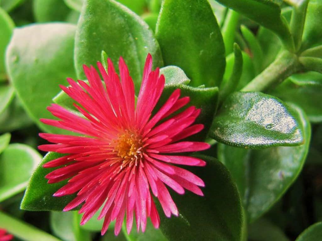PLANT NOOK Aptenia Red Apple Live Plant Starter Plug 2-Pack | Red Flowering Succulent Groundcover | Trailing Spiller for Hanging Baskets and Pots | Full Sun | Drought Tolerant