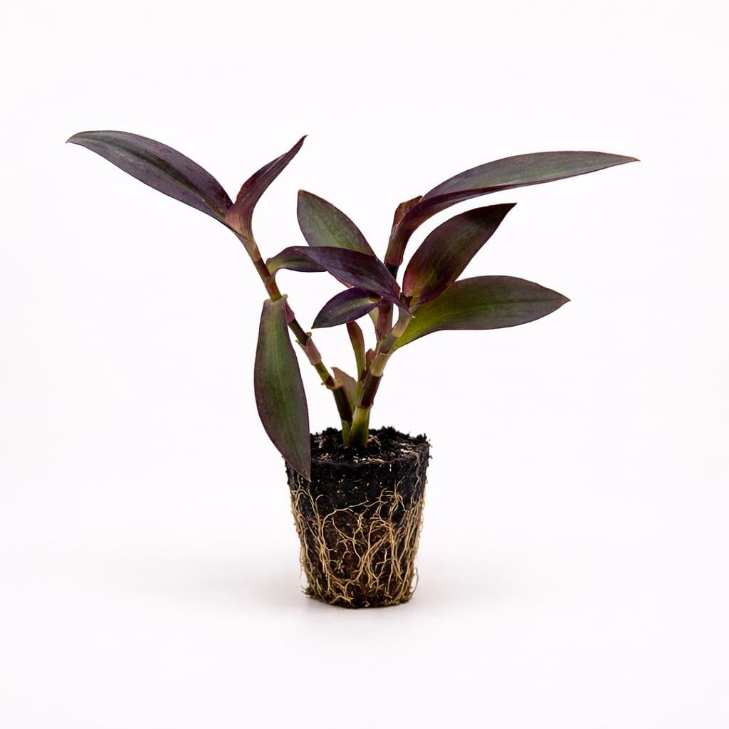 PLANT NOOK Setcreasea Purple Heart (Tradescantia pallida) Live Plant Starter | Deep Purple Trailing Foliage for Hanging Baskets & Groundcover | Full Sun to Partial Shade | Easy Care Warm-Climate Plant