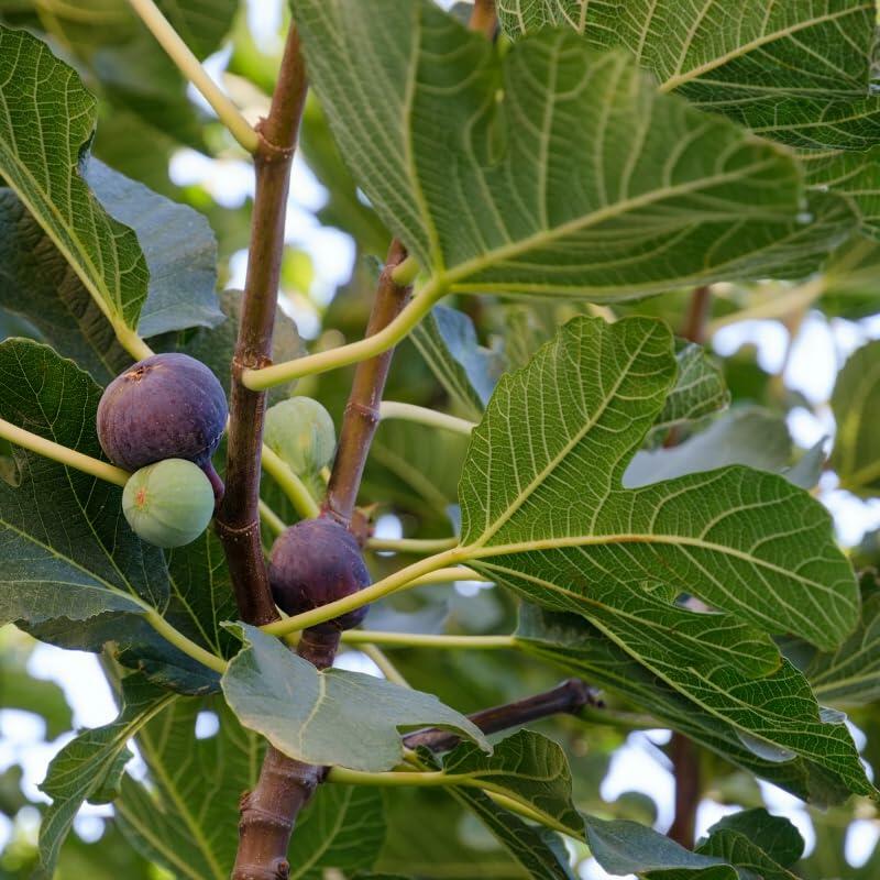PLANT NOOK Celeste Fig (Ficus carica Celeste) Live Plant Starter Plug 2-Pack | Sweet Sugar Fig Fruit, Early Ripening | Self-Fertile Fig Tree for Patio Pots & Garden Beds