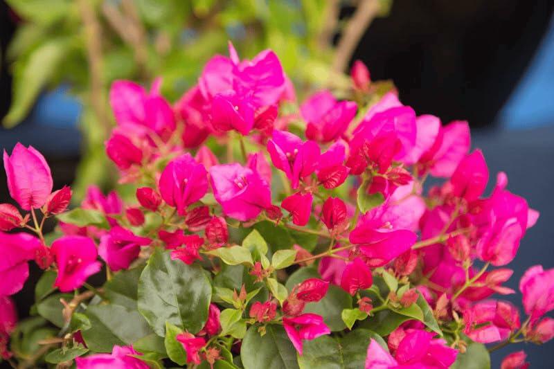 PLANT NOOK Bougainvillea La Jolla Live Plant Starter Plug 2-Pack | Brilliant Fuchsia Pink Bracts Tropical Flowering Vine for Trellis Patio Pots & Hanging Baskets | Full Sun | Heat Tolerant