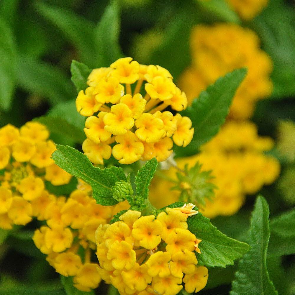PLANT NOOK Chapel Hill Gold Lantana (Lantana Camara) Live Plant Starter | PP#21539 | Solid Golden Yellow Blooms | Low Spreading Groundcover for Pots, Baskets & Borders | Full Sun, Heat Tolerant