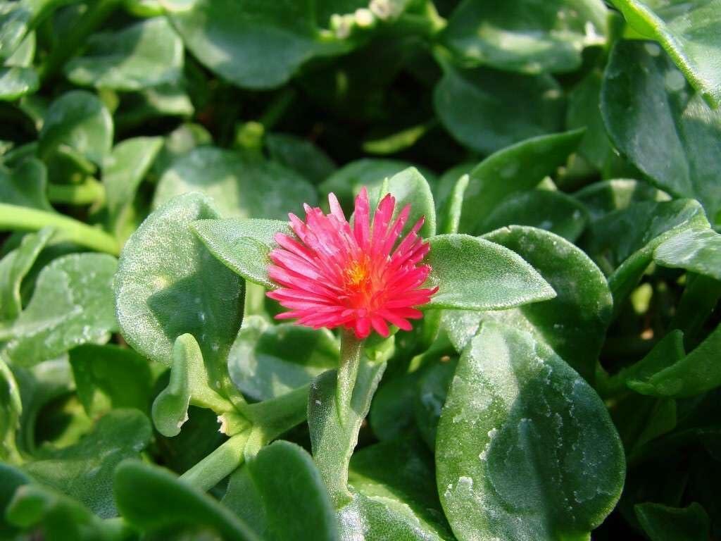 PLANT NOOK Aptenia Red Apple Live Plant Starter Plug 2-Pack | Red Flowering Succulent Groundcover | Trailing Spiller for Hanging Baskets and Pots | Full Sun | Drought Tolerant