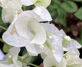 PLANT NOOK Bougainvillea Key West White Live Plant Starter Plug 2-Pack | Crisp White Bracts Tropical Flowering Vine for Trellis Patio Pots & Hanging Baskets | Full Sun | Easy Care