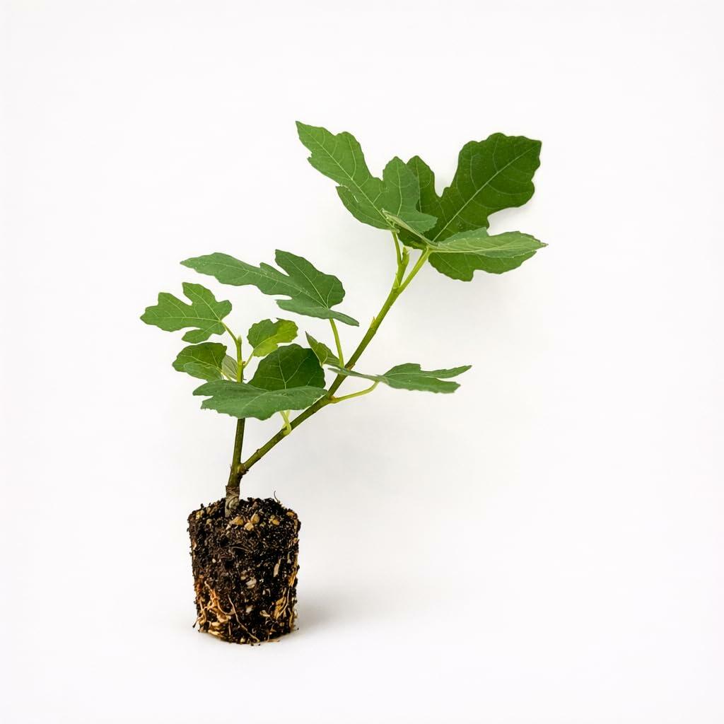 PLANT NOOK Celeste Fig (Ficus carica Celeste) Live Plant Starter Plug 2-Pack | Sweet Sugar Fig Fruit, Early Ripening | Self-Fertile Fig Tree for Patio Pots & Garden Beds