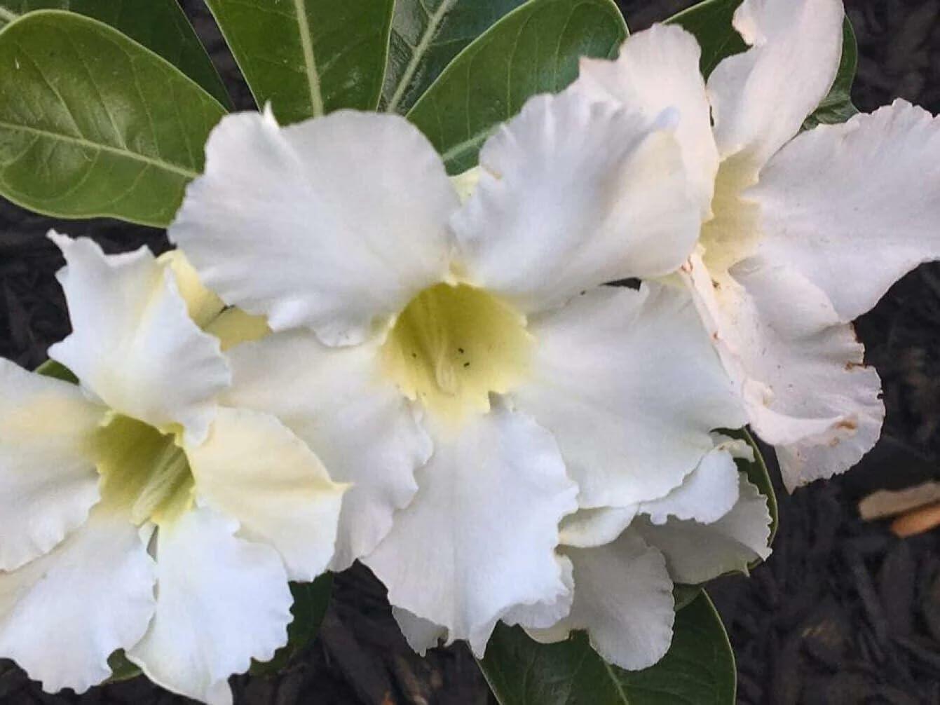PLANT NOOK White Desert Rose (Adenium obesum) Live Plant Starter | White Blooms, Sculptural Caudex Succulent | Full Sun, Drought Tolerant | Container Plant for Patio or Bright Window