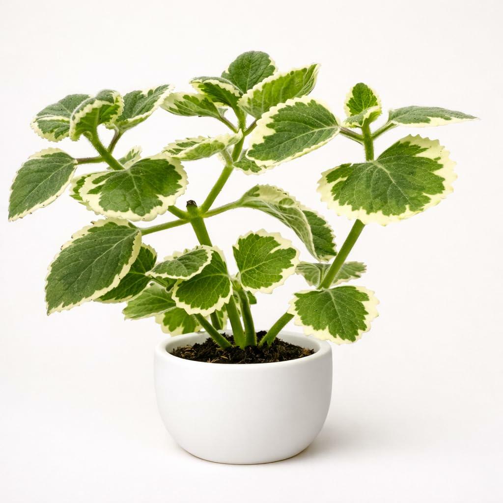 PLANT NOOK Variegated Cuban Oregano Live Plant | Coleus (Plectranthus) amboinicus Variegatus | Aromatic Edible Herb with Cream-Edged Leaves | Full Sun to Partial Shade | Indoor or Patio Container
