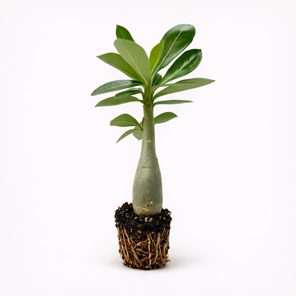 PLANT NOOK Red Desert Rose (Adenium obesum) Live Plant Starter | Red Blooms, Thick Caudex Succulent | Full Sun, Drought Tolerant | Fast-Draining Soil, Patio or Bright Window