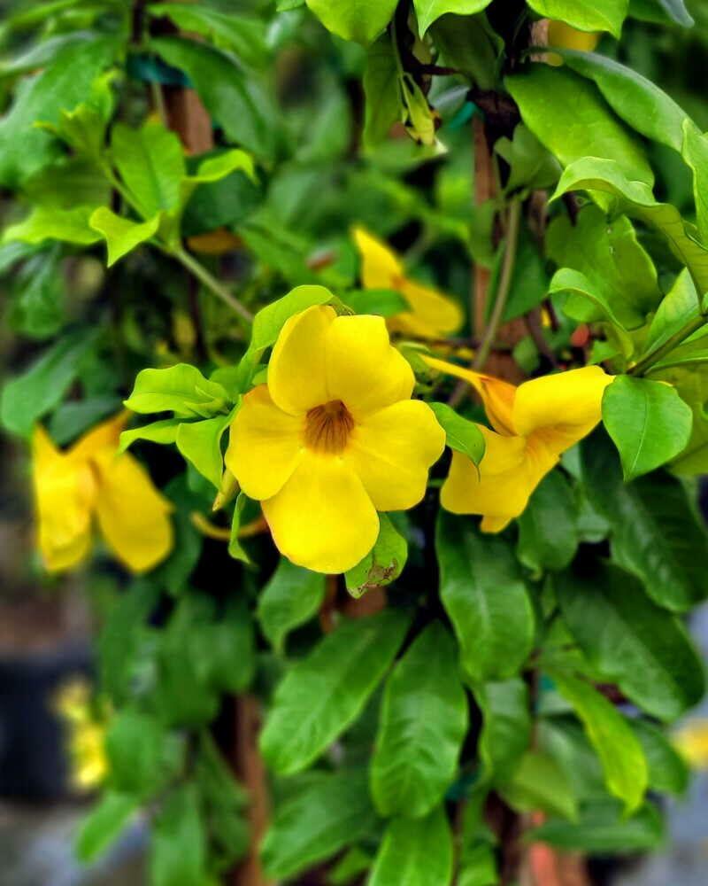 PLANT NOOK Allamanda Brown Bud Live Starter Plug | Golden Trumpet Flowering Vine | Yellow Blooms from Brown Buds | Trellis Patio Container Plant | Full Sun Tropical