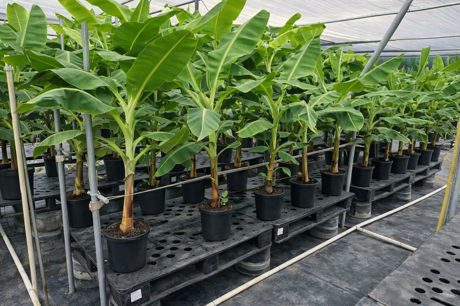 PLANT NOOK Grand Nain Banana (Musa acuminata Grand Nain) Live Plant Starter Plug 2-Pack | Fast-Growing Tropical Plant with Huge Green Leaves | Great for Patio Pots & Warm-Climate Gardens