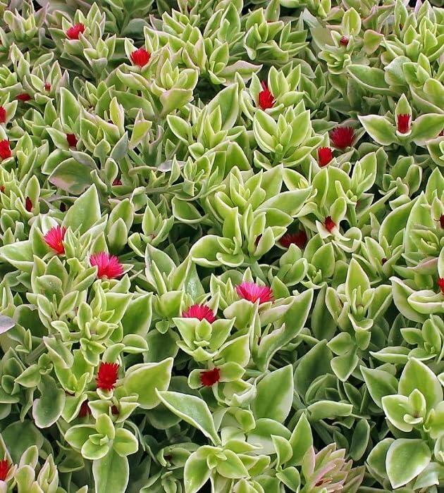 PLANT NOOK Variegated Aptenia Live Plant Starter Plug 2-Pack | Cream and Green Trailing Succulent with Pink Red Flowers | Hanging Basket Spiller Groundcover | Full Sun | Drought Tolerant