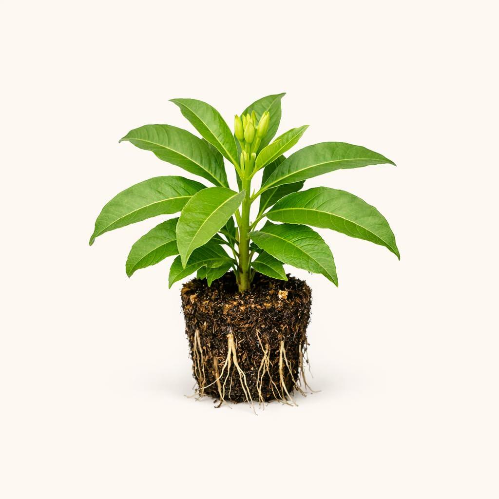 PLANT NOOK Allamanda Cherries Jubilee Live Plant Starter Plug 2-Pack | Pink Lavender Trumpet Blooms Tropical Flowering Vine | Trellis Patio Container Plant | Full Sun