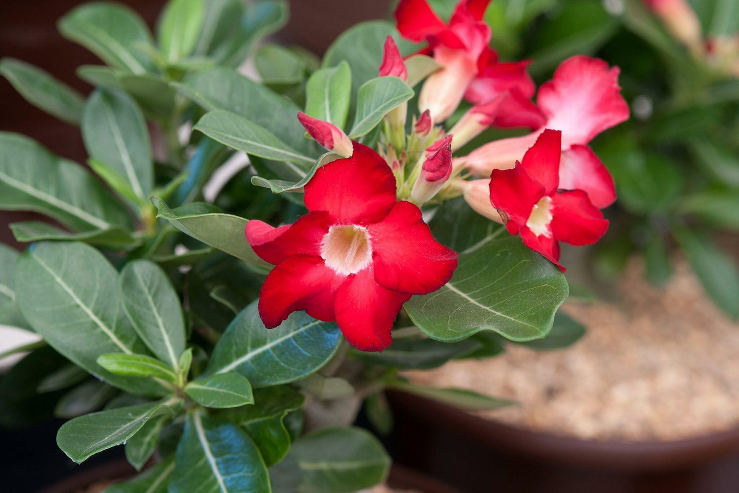 PLANT NOOK Red Desert Rose (Adenium obesum) Live Plant Starter | Red Blooms, Thick Caudex Succulent | Full Sun, Drought Tolerant | Fast-Draining Soil, Patio or Bright Window