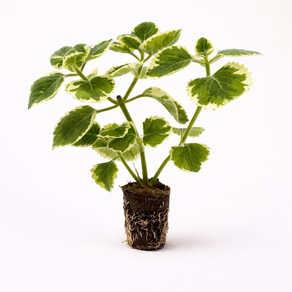 PLANT NOOK Variegated Cuban Oregano Live Plant | Coleus (Plectranthus) amboinicus Variegatus | Aromatic Edible Herb with Cream-Edged Leaves | Full Sun to Partial Shade | Indoor or Patio Container