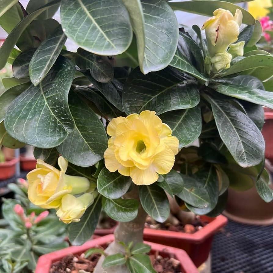 PLANT NOOK Double Yellow Desert Rose (Adenium obesum) Live Plant Starter | Double Petal Yellow Blooms, Sculptural Caudex Succulent | Full Sun, Drought Tolerant