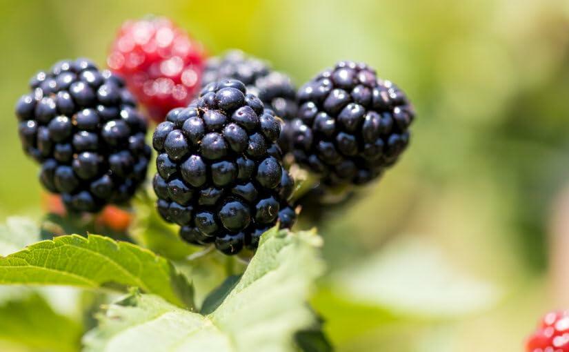 PLANT NOOK Ponca Thornless BlackBerry Live Plant Starter Plug 2-Pack | Erect High Yield Berry Bush with Exceptional Sweetness | Home Orchard Fruit Plant | Full Sun