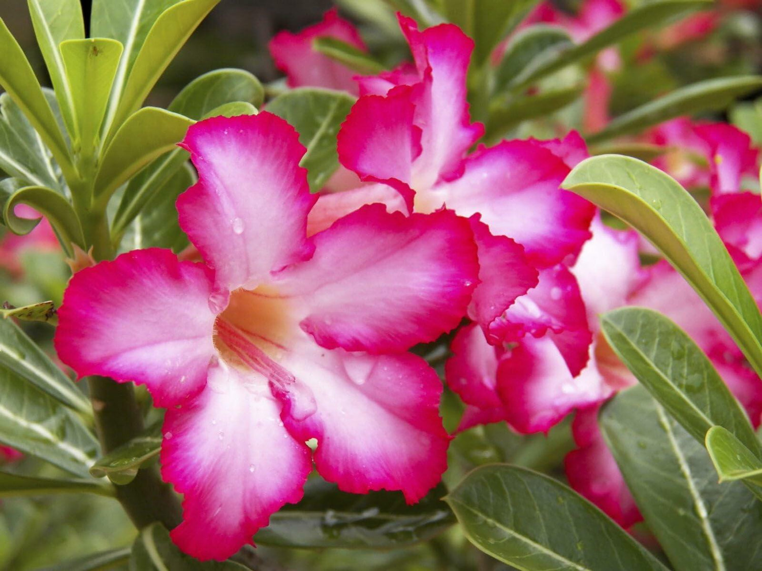 PLANT NOOK Pink Desert Rose (Adenium obesum) Live Plant Starter | Pink Blooms, Thick Caudex Succulent | Full Sun, Drought Tolerant | Fast-Draining Soil, Patio or Bright Window