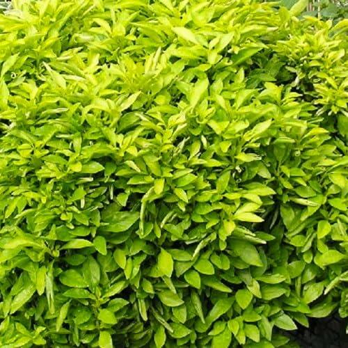 PLANT NOOK Alternanthera Chartreuse Live Plant Starter Plug 2-Pack | Bright Lime Foliage Groundcover for Borders Pots and Landscapes | Full Sun to Partial Shade | Heat Tolerant